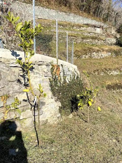 Ca'gialla * Bellinzona